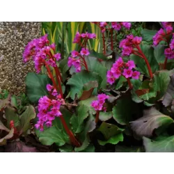 Bergenija - Bergenia cordifolia rotblum