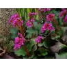 Bergenija - Bergenia cordifolia rotblum