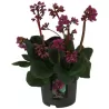 Bergenija - Bergenia cordifolia rotblum