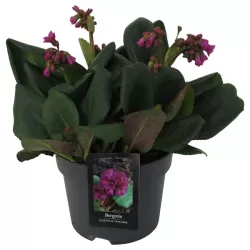 Bergenija - Bergenia cordifolia rotblum