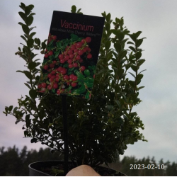 Lingonberry - Vaccinium vitis-idaea MISS CHERRY