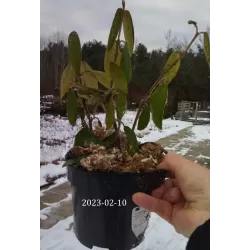 Išankstinis augalų užsakymas internetu