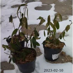 Prahos putinas - Viburnum Pragense