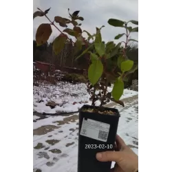 Viburnum tinus GWENLLIAN