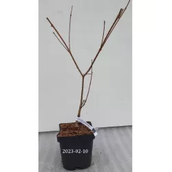 Japoninė sedula - Cornus kousa PEVE SATOMI COMPACT