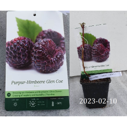 Avietė - Rubus idaeus x neglectus GLEN COE