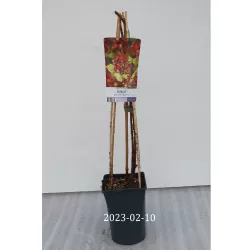 Raudondyglė avietė - Rubus phoenicolasius