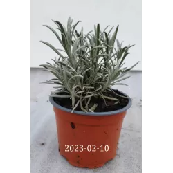 Levandos ir levandino hibridas - Lavandula intermedia PHENOMENAL