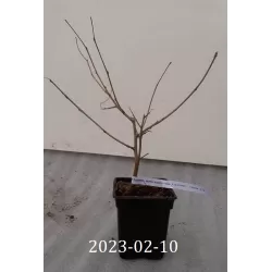 Žemaūgiai šilkmedžiai Mulle su pristatymu Lietuvoje