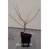 Žemaūgiai šilkmedžiai Mulle su pristatymu Lietuvoje