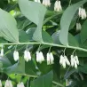 Kupena - Polygonatum multiflorum