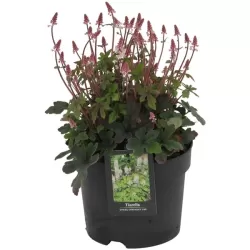 Tiarelė - Tiarella Spring Symphony