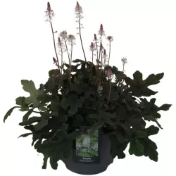 Tiarelė - Tiarella Spring Symphony