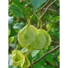Ptelija - Ptelea trifoliata