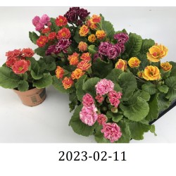 Raktažolė (užauginta ekologiškai) - Primula acaulis BELLISIMO mix (Look&taste edible flowers)