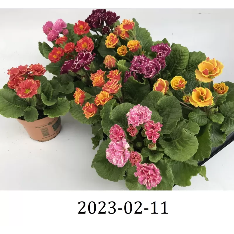 Primula acaulis BELLISI mix (Look&taste edible flowers)