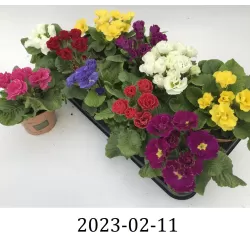 Raktažolė (užauginta ekologiškai) - Primula acaulis mix (Look&taste edible flowers)