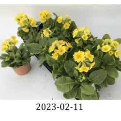 Tikroji raktažolė (užauginta ekologiškai) - Primula veris subsp. veris (Look&taste edible flowers)