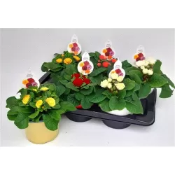 copy of Raktažolė - Primula acaulis mix p10 gyva foto 2022-01-23