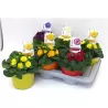 copy of Raktažolė - Primula acaulis mix p10 gyva foto 2022-01-23