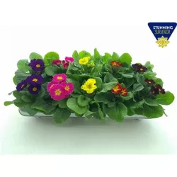 copy of Raktažolė - Primula acaulis mix p10 gyva foto 2022-01-23