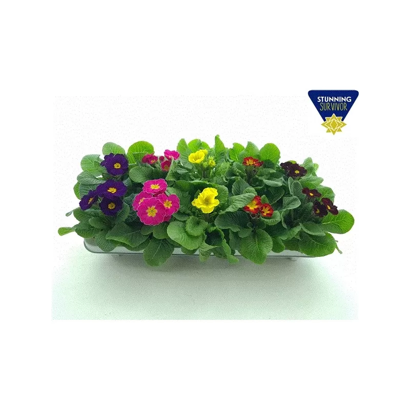 copy of Raktažolė - Primula acaulis mix p10 gyva foto 2022-01-23