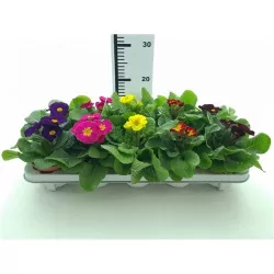 Aukštoji raktažolė - Primula elatior mix