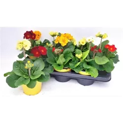 Aukštoji raktažolė - Primula elatior SIBEL mix