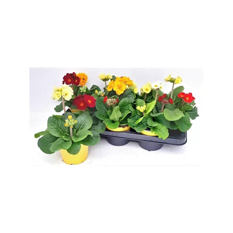 Aukštoji raktažolė - Primula elatior SIBEL mix