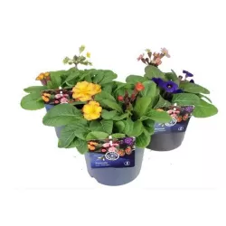 Aukštoji raktažolė - Primula elatior GOLD NUGGET mix
