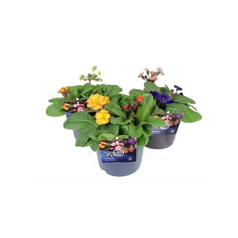 Aukštoji raktažolė - Primula elatior GOLD NUGGET mix