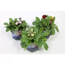 Aukštoji raktažolė - Primula elatior GOLD NUGGET mix