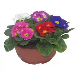 Raktažolė - Primula acaulis mix