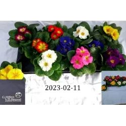 copy of Raktažolė - Primula acaulis mix p10 gyva foto 2022-01-23