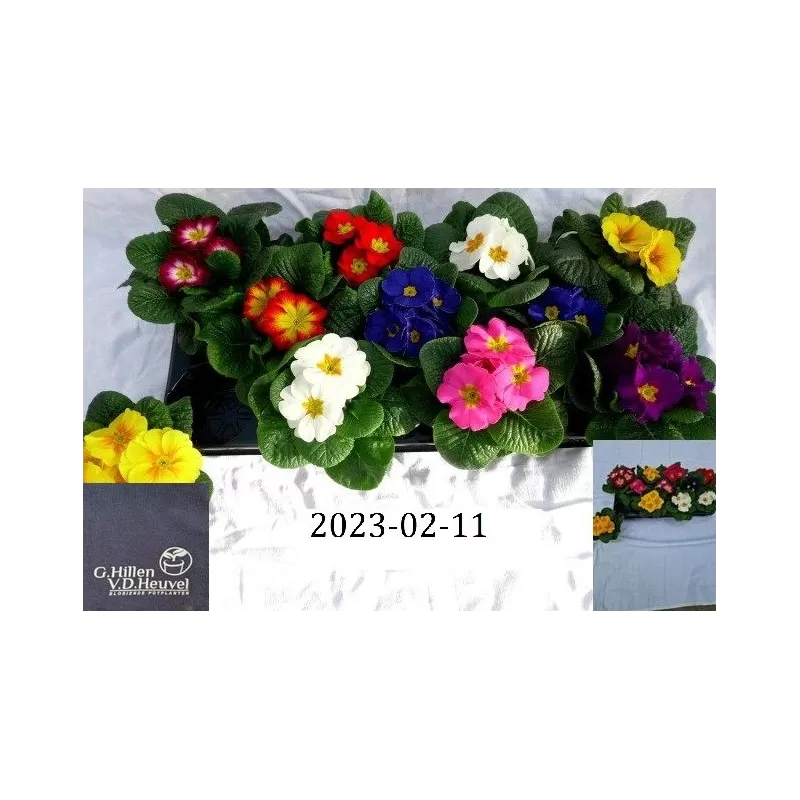 copy of Raktažolė - Primula acaulis mix p10 gyva foto 2022-01-23