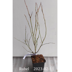 Highbush Blueberry - Vaccinium corymbosum RUBEL