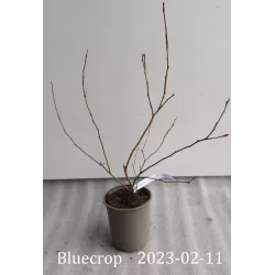 Highbush Blueberry - Vaccinium corymbosum BLUECROP