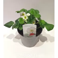 Braškė (remontantinė) EVE'S DELIGHT ('Ievos džiaugsmas') -  Fragaria x ananassa 11Ø 20cm