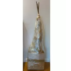 Citrusas - Citrus YUZU