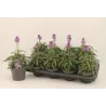 copy of Tvertikas - Erysimum Bowles's Mauve 12Ø gyva foto 2022-04-12