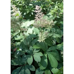 copy of Rodžersija - Rodgersia pinnata