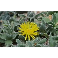 Litopsis - Lithops FAUCARIA