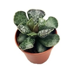 Litopsis - Lithops ADROMISCHUS cooperi