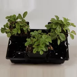 Wild Strawberry - Fragaria vesca RUGEN