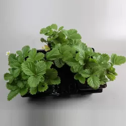 Žemuogė (remontantinė) - Fragaria vesca RUGEN