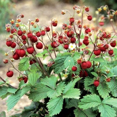 Wild Strawberry - Fragaria vesca RUGEN