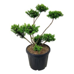 Kukmedis (bonsas) - Taxus media FARMEN