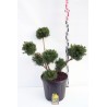 Kukmedis (formuotas topiary) - Taxus media FARMEN