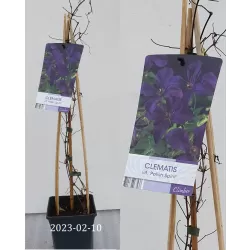 Mėlynžiedė raganė - Clematis viticella POLISH SPIRIT
