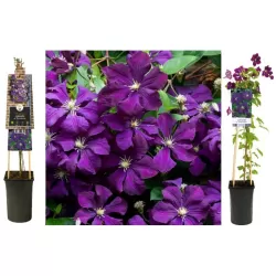 Mėlynžiedė raganė - Clematis viticella ETOILE VIOLETTE
